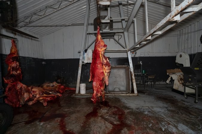 Carcasses in processing room