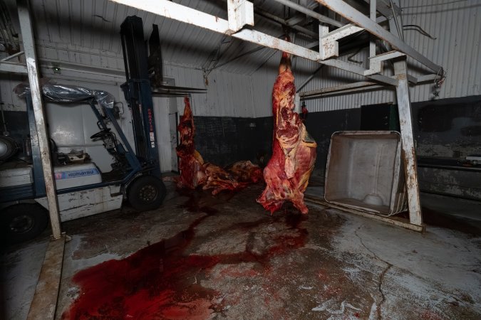 Carcasses in processing room