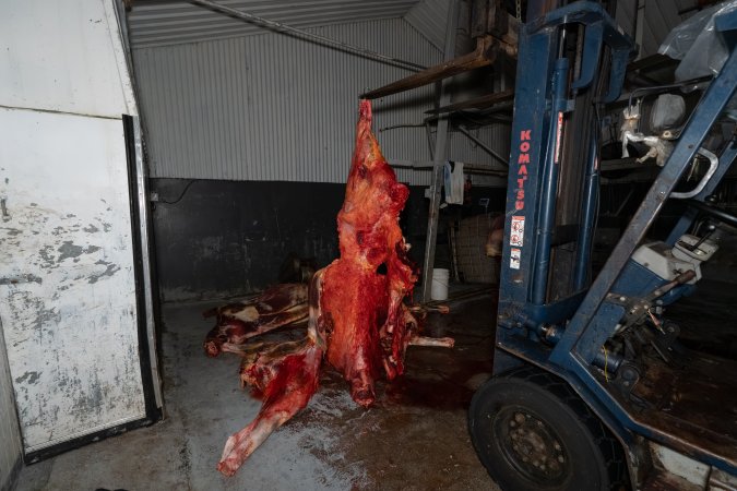 Carcasses in processing room