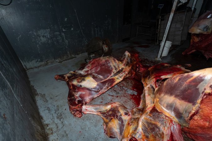 Carcasses in processing room