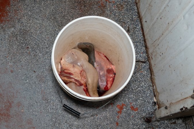 Bucket of tongues