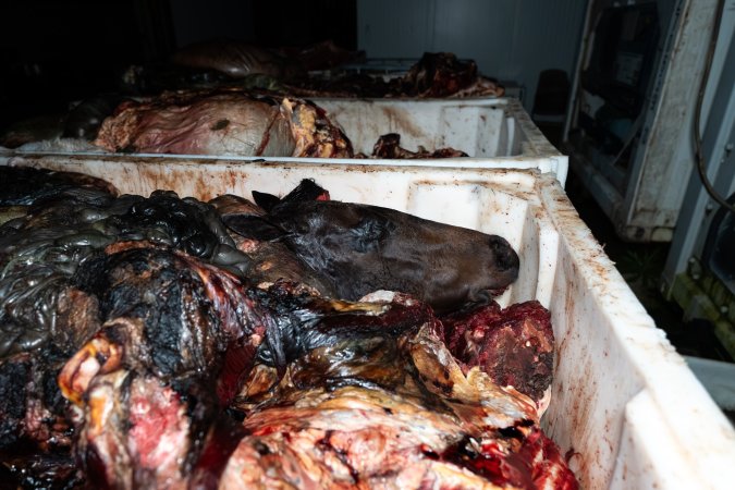 Horse head in offal bin