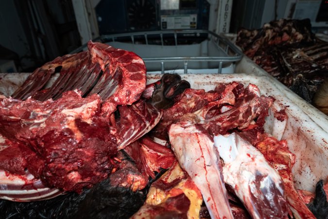 Horse head in offal bin