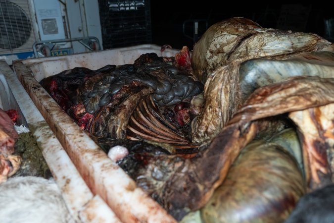 Ribcage in offal bin