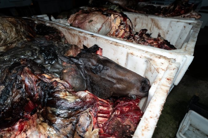 Horse head in offal bin