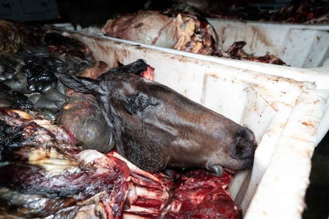 Horse head in offal bin