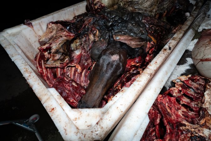 Horse head in offal bin