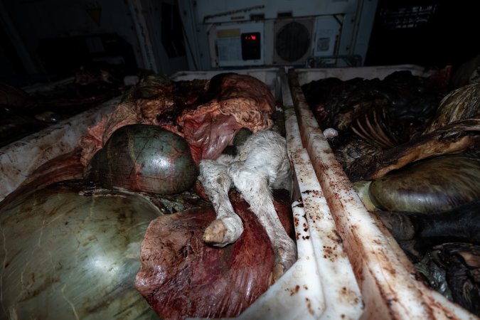 Calf in offal bin