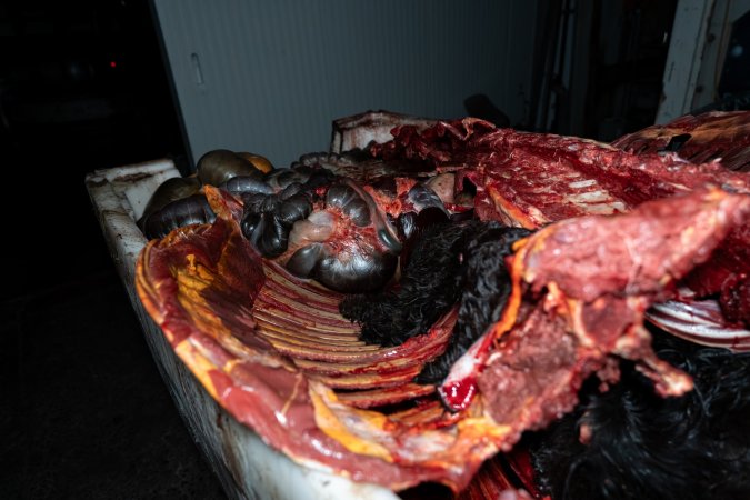 Ribcage in offal bin