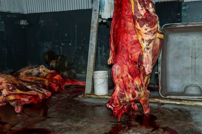 Carcass in processing room
