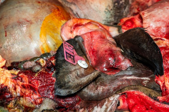 Ear with ear tag in offal bin