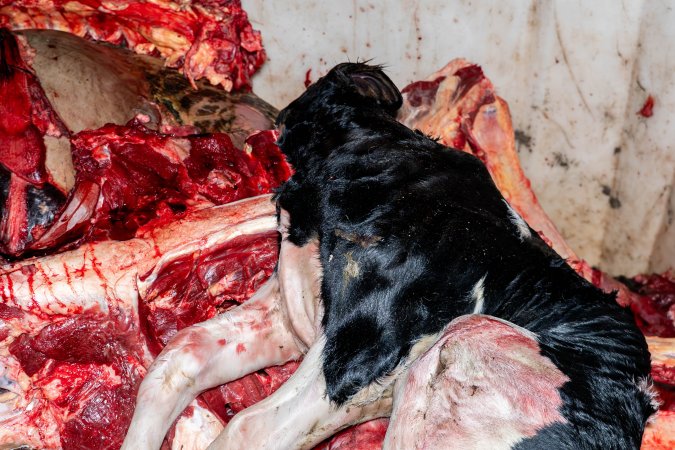 Calf in offal bin
