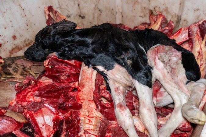 Calf in offal bin