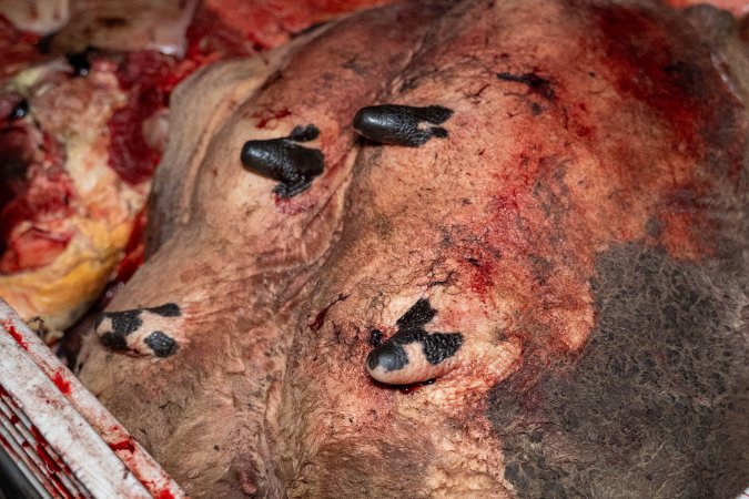 Udder in offal bin