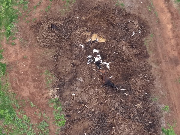 Drone flyover of dead pile at dairy farm