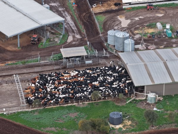 Cows in the milking pen
