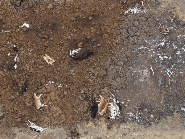 Drone flyover of dead pile at dairy farm