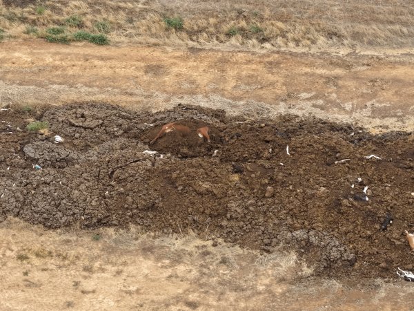 Drone flyover of dead pile at dairy farm