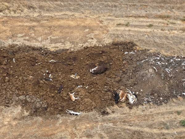 Drone flyover of dead pile at dairy farm