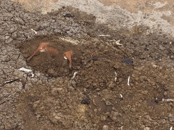 Drone flyover of dead pile at dairy farm