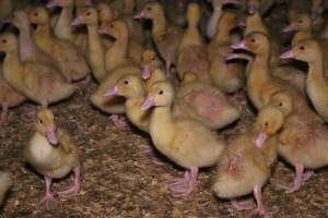 Duck farming - Captured at Tinder Creek Duck Farm, Mellong NSW Australia.