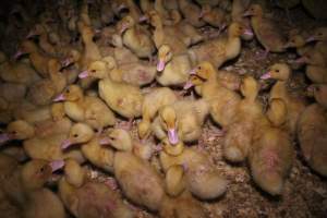 Duck farming - Captured at Tinder Creek Duck Farm, Mellong NSW Australia.