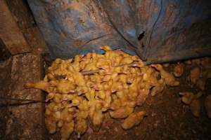 Duck farming - Captured at Tinder Creek Duck Farm, Mellong NSW Australia.