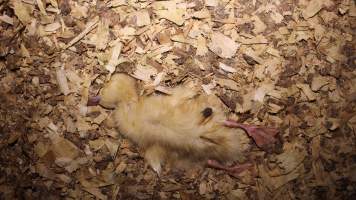 Duck farming - Captured at Tinder Creek Duck Farm, Mellong NSW Australia.