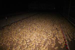 Duck farming, 2015