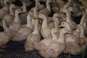 Duck farming - Captured at Tinder Creek Duck Farm, Mellong NSW Australia.