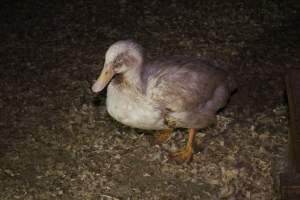 Duck farming, 2015