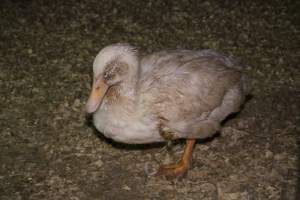 Duck farming, 2015