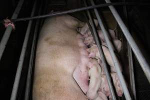 Farrowing Crates at Aroora Piggery SA - Captured at Aroora Enterprises Piggery, Jervois SA Australia.