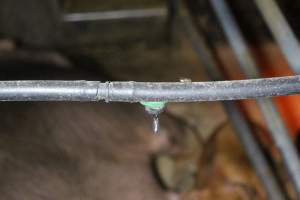 Farrowing Crates at Aroora Piggery SA - Water leaking from pipe onto sow stuck in farrowing crate - Captured at Aroora Enterprises Piggery, Jervois SA Australia.