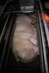 Farrowing Crates at Aroora Piggery SA - Captured at Aroora Enterprises Piggery, Jervois SA Australia.