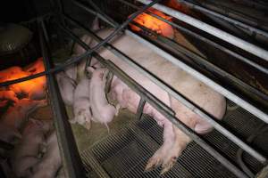 Farrowing Crates at Aroora Piggery SA - Captured at Aroora Enterprises Piggery, Jervois SA Australia.