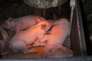 Farrowing Crates at Aroora Piggery SA - Captured at Aroora Enterprises Piggery, Jervois SA Australia.