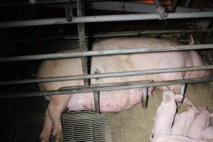 Farrowing Crates at Aroora Piggery SA - Captured at Aroora Enterprises Piggery, Jervois SA Australia.