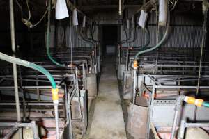 Farrowing Crates at Aroora Piggery SA - Captured at Aroora Enterprises Piggery, Jervois SA Australia.