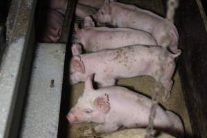 Farrowing Crates at Aroora Piggery SA - Captured at Aroora Enterprises Piggery, Jervois SA Australia.