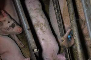 Farrowing Crates at Aroora Piggery SA - Captured at Aroora Enterprises Piggery, Jervois SA Australia.