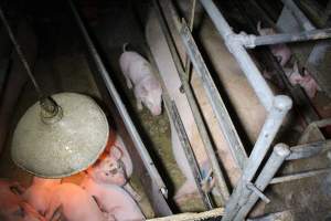 Farrowing Crates at Aroora Piggery SA - Captured at Aroora Enterprises Piggery, Jervois SA Australia.