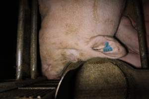 Farrowing Crates at Aroora Piggery SA - Captured at Aroora Enterprises Piggery, Jervois SA Australia.