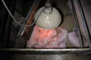 Farrowing Crates at Aroora Piggery SA - Captured at Aroora Enterprises Piggery, Jervois SA Australia.