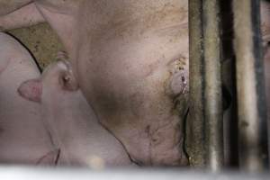 Farrowing Crates at Aroora Piggery SA - Captured at Aroora Enterprises Piggery, Jervois SA Australia.