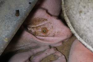 Farrowing Crates at Aroora Piggery SA - Ear tag - Captured at Aroora Enterprises Piggery, Jervois SA Australia.