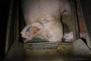 Farrowing Crates at Aroora Piggery SA - Captured at Aroora Enterprises Piggery, Jervois SA Australia.