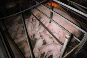 Farrowing Crates at Aroora Piggery SA - Captured at Aroora Enterprises Piggery, Jervois SA Australia.