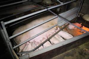 Farrowing Crates at Aroora Piggery SA - Captured at Aroora Enterprises Piggery, Jervois SA Australia.