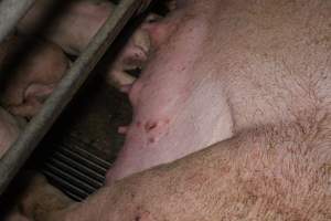 Farrowing Crates at Aroora Piggery SA - Captured at Aroora Enterprises Piggery, Jervois SA Australia.